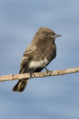 Black Phoebe