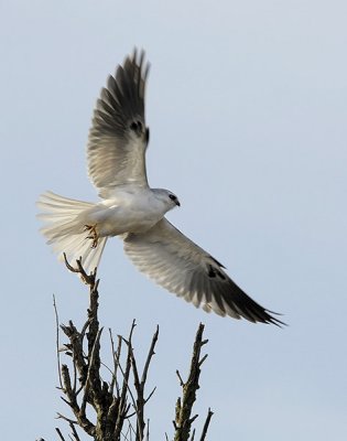 White Tailed Kite