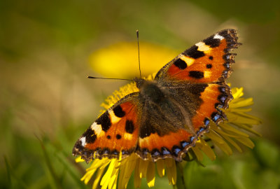 Small Tortoiseshell