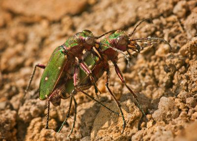 Green Tiger Beetles Mating