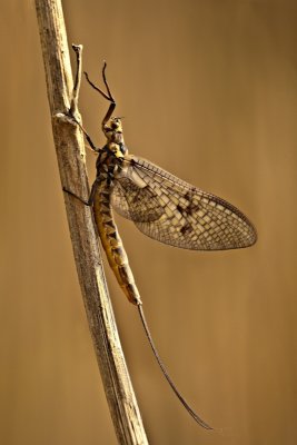 Mayfly