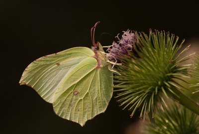 British Butterflies