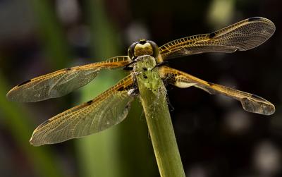 4-Spot-Chaser, just emerged and drying