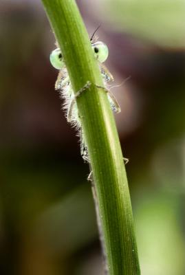 Damselfly Peekaboo