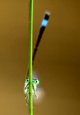 Immature Blue-tailed Damselfly