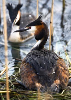 Great Crested Grebe Nest