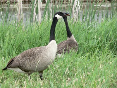 The Rare Siamese Geese