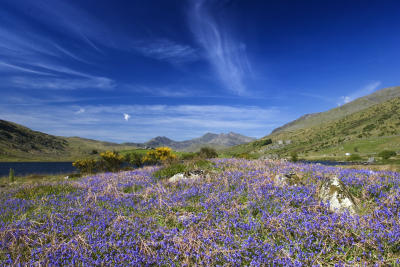 Early June Bluebells, snowdon in the background