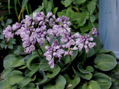 Hosta Blue Mouse Ears