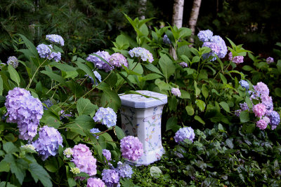 Endless Summer Hydrangea