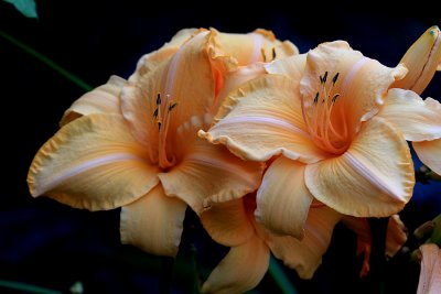 Apricot Sparkles