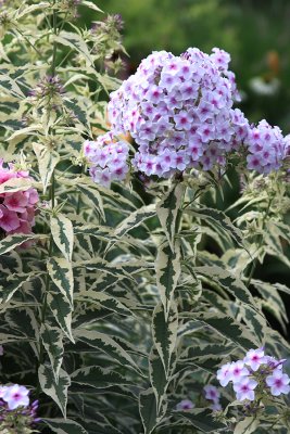 Nora Leigh Phlox Paniculata