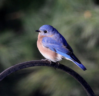 Eatern Bluebird