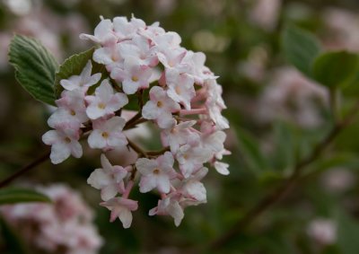 Korean Spice Vibernum