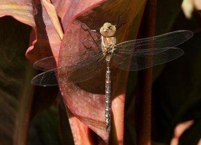 Dragonfly on  Cana
