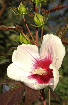 Kopper King - Hardy Hibiscus