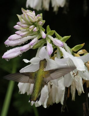 Female Ruby Throated Hummingbird