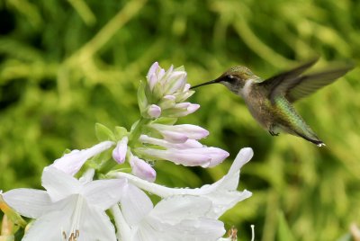 Female Ruby Throated Hummingbird