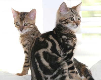 Ziva and Ziggy
