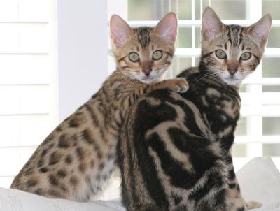 Ziva and Ziggy