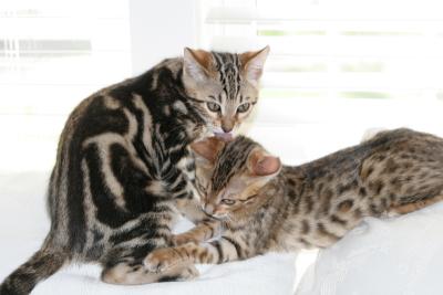 Ziggy and Ziva
