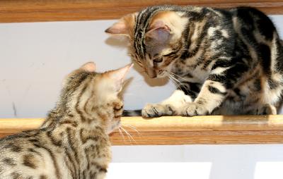 Ziva and Ziggy