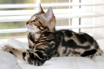 Ziggy