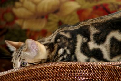 Ziggy