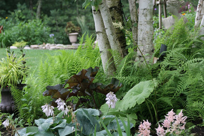 fern garden...wild mixed with shade...