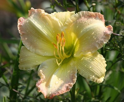 Beautiful Edgings (From Oaks Daylilies)