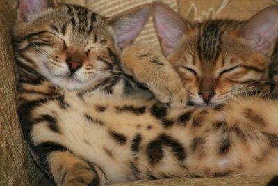 Ziggy and Ziva