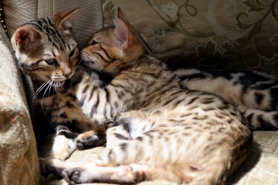 Ziggy and Ziva