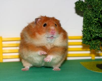 Hamster