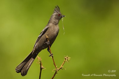 Phainopepla 003.jpg