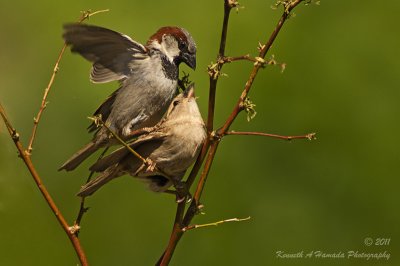 house_sparrow