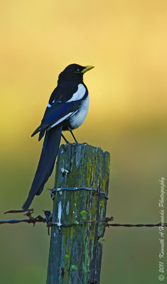 yellow-billed_magpie