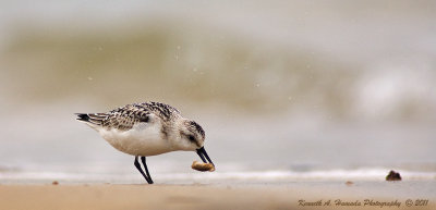 sanderling