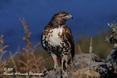 Red Tailed Hawk 0111.jpg