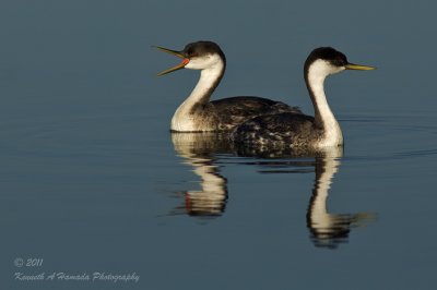 western_grebe