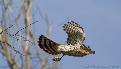 Coopers Hawk 034.jpg