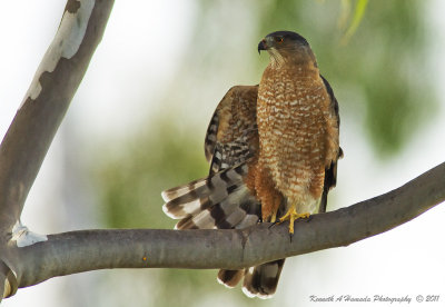Coopers Hawk 038.jpg
