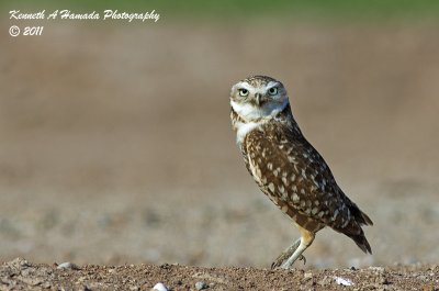 Burrowing Owl 019.jpg