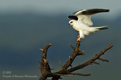 WT Kite 041 crop A.jpg