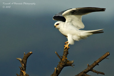 WT Kite 041 crop B.jpg