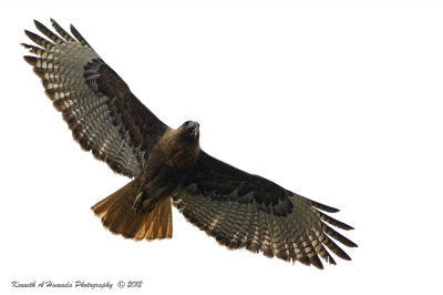 red_tailed_hawk_-_dark_morph