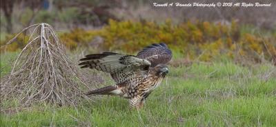 Red Tailed Hawk 0012.jpg