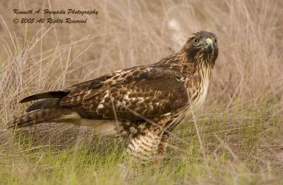 Red Tailed Feeding 007.jpg