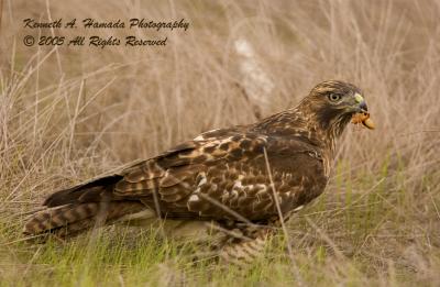 Red Tailed Feeding 009.jpg