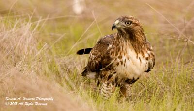 Red Tailed Feeding 015.jpg
