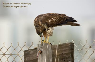 Red Tailed Feeding 017.jpg